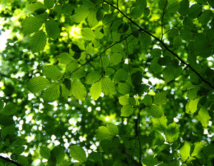 Green leaves on the green