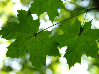 Green leaves on the green