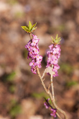 Daphne branches in spring