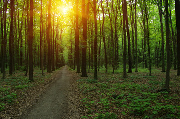 Fototapeta na wymiar Forest with sunlight.