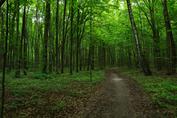Fototapeta na wymiar Trees in green forest