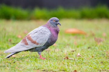 Pigeon on the grass field