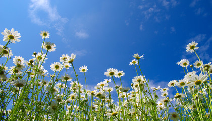 White camomiles on blue sky