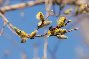 bee pollinates a willow