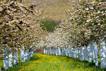 blosoming apple trees protected with bordeaux mix