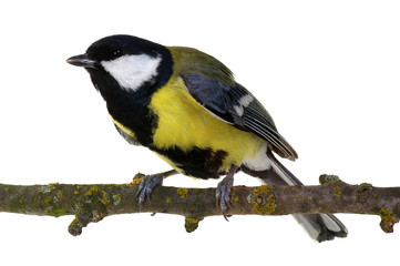 great tit on a branch