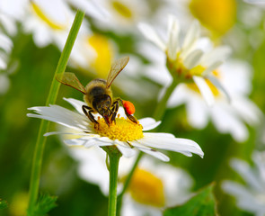 Bee on the flower
