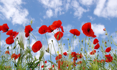 Obraz premium Czerwone maki na polu