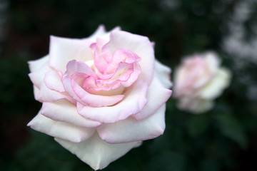 Pink and White Rose Blooming