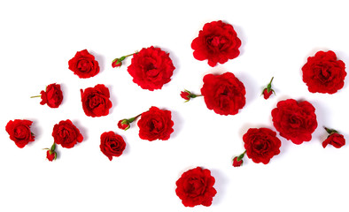 Red roses on white