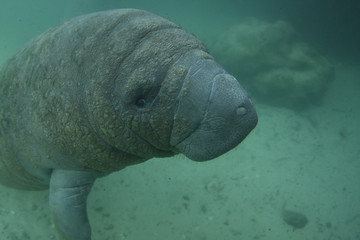Manatee in Crystal river Florida