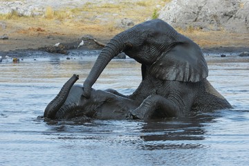Fototapeta premium Elefanten baden im Wasserloch (Etosha Nationalpark)