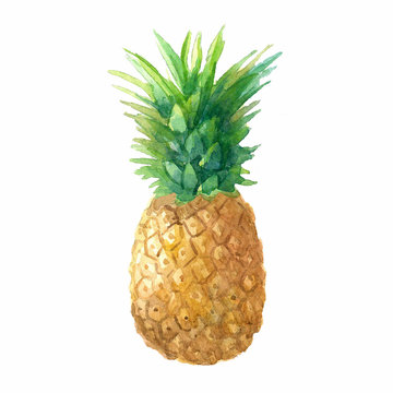 Watercolor pineapple on white.