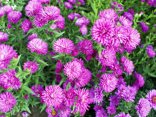 violet "aster" crysanthemum flowers, natural background