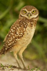 Baby burrowing owl Marco Island