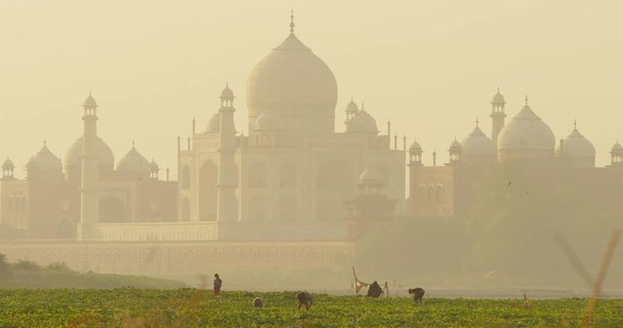 Kakri (Indian Cucumber), and Ghiya (Bottle Gourd) farmers work with the Taj Mahal