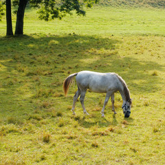 Obraz na płótnie Canvas light grey horse in the countryside