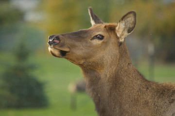 Elk in Rocky mountain Colorado 