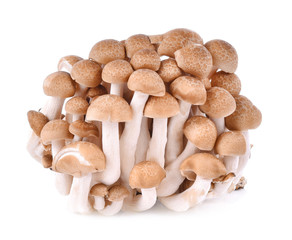 shimeji mushrooms