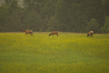 Elk in Rocky mountain Colorado 