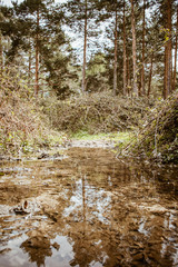 We can see a landscape with trees that are reflected in a puddle