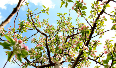 blossoming apple tree against blue sky
