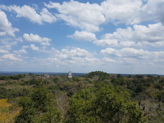 Forest, landscape in Guatemala, Yaxha