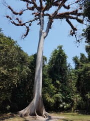 Alter Baum im Regenwald in Guatemala in Tikal