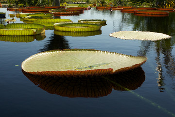 Giant lily pads