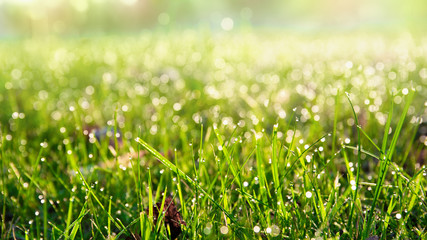 Dewy meadow  at dawn. Drops of water on the blades of grass.