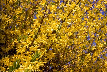 Forsythia. First flowers of the spring.