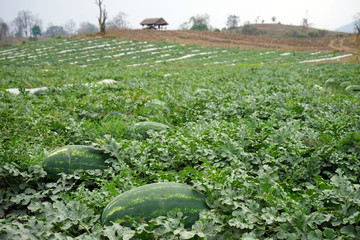 Watermelons on the field