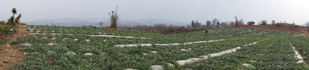 Fototapeta premium Watermelon field