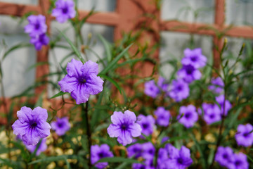 Close up purple Ruellia tuberosa flower with blurred window and green background