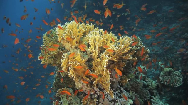 fire coral covered by anthias