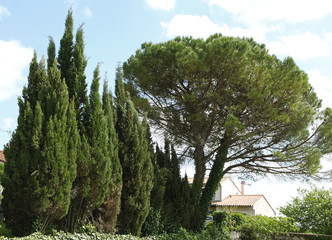 Cyprès de Provence et pin parasol © hcast