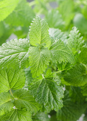 Organic Melissa. Sprigs of fresh lemon balm in a decorative vase. Spicy greens. Selective focus
