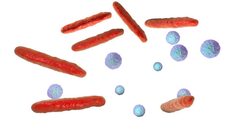 Rod-shaped and spherical bacteria isolated on white background, 3D illustration