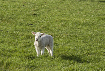 Obraz premium Single baby sheep