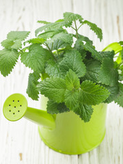 Organic Melissa. Sprigs of fresh lemon balm in a decorative vase. Spicy greens. Selective focus
