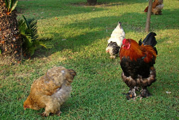 Rooster and chickens on green grass. The Village.