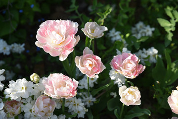 Obraz na płótnie Canvas Tulipes roses à fleurs doubles au printemps au jardin