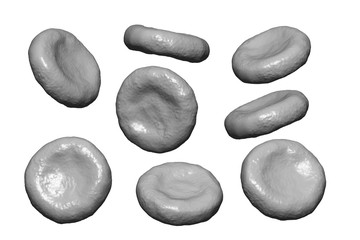 Highly detailed realistic red blood cells at different angles isolated on white background, 3D illustration. Black-and-white image