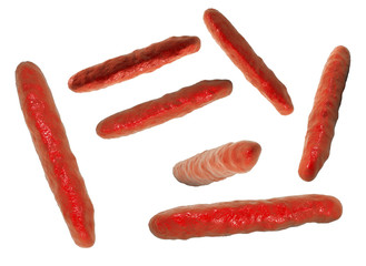 Rod-shaped bacteria isolated on white background, 3D illustration