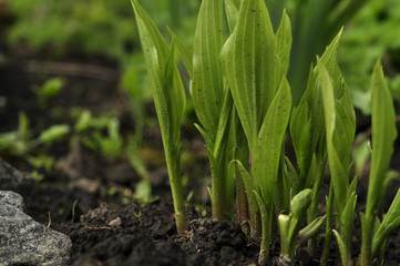 Flower sprouts in the garden after rain