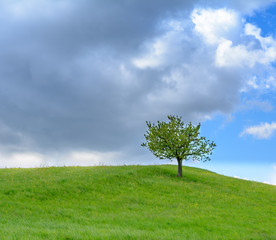 Fototapeta na wymiar Einsamer Baum auf dem grünen Feld bei wolkigem Himmel am Tag