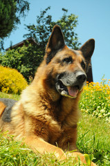 Portrait of german shepherd