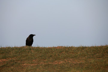Krähe, auf dem Boden