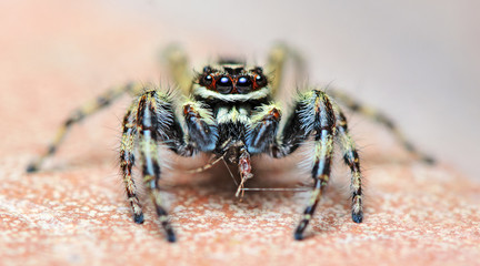 Beautiful Spider on ground, Jumping Spider in Thailand, Menemerus bivittatus