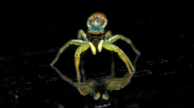 Beautiful Spider, Jumping Spider in Thailand, Cosmophasis umbratica